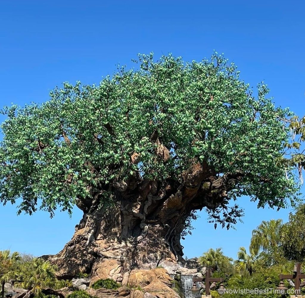 Animal Kingdom - Tree of Life