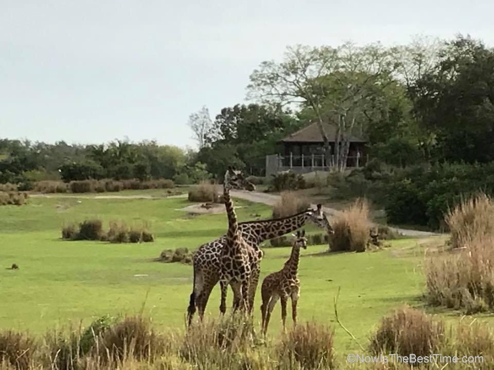 Kilimanjaro Safaris
